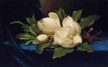 馬丁 約翰遜 赫德 Giant Magnolias on a Blue Velvet Cloth